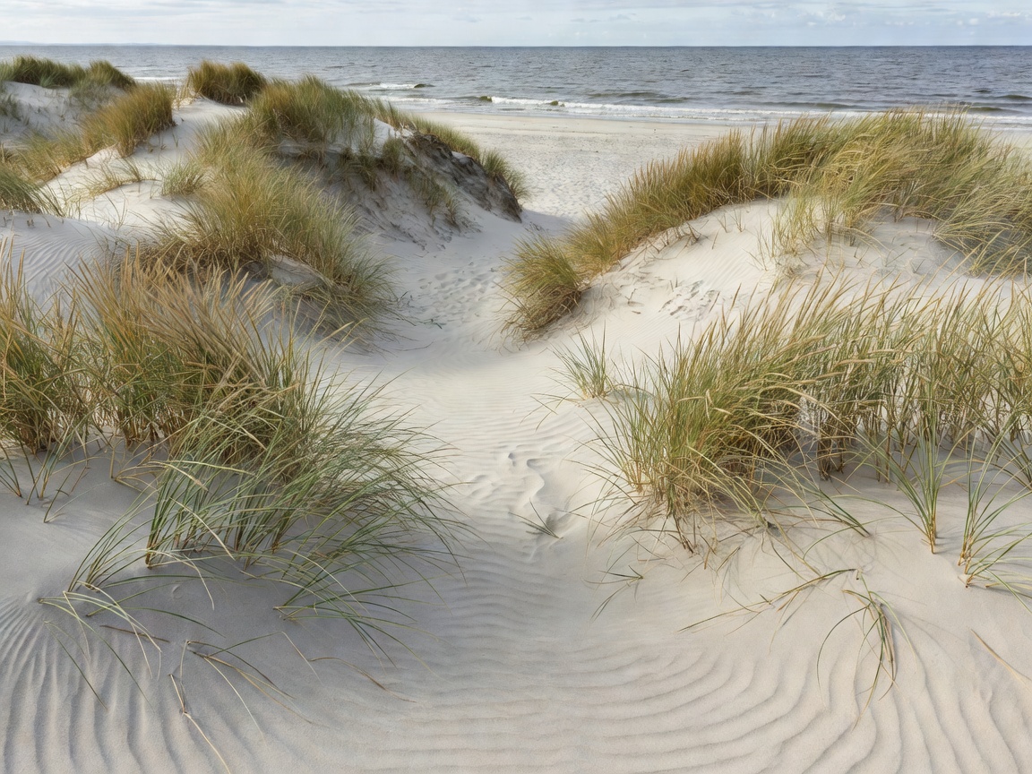 Dune grass and pale sand leading down to the sea on a North Zealand style beach
